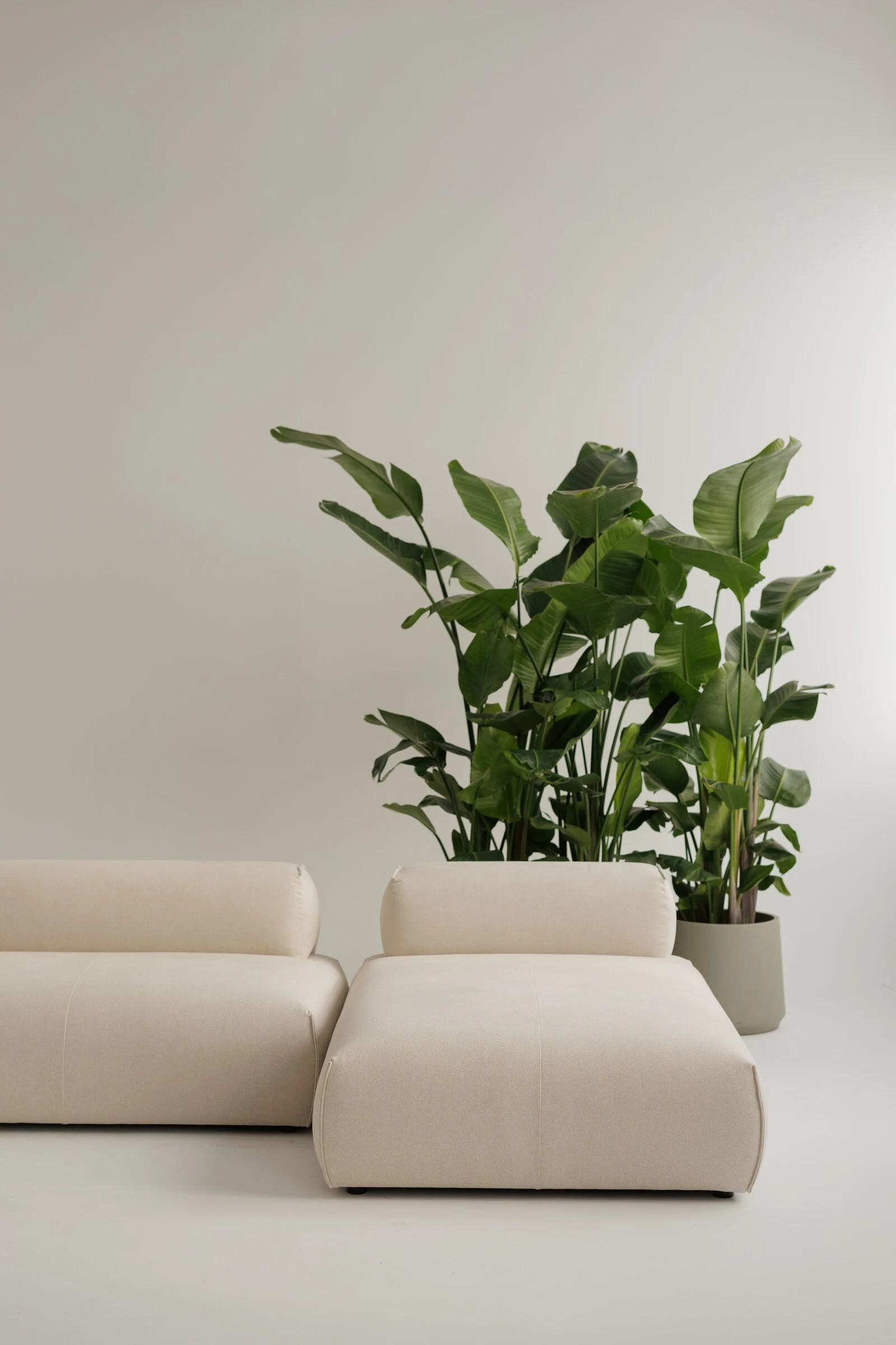 Cream Nissa pair on a white studio stage with a tall banana-leaf plant