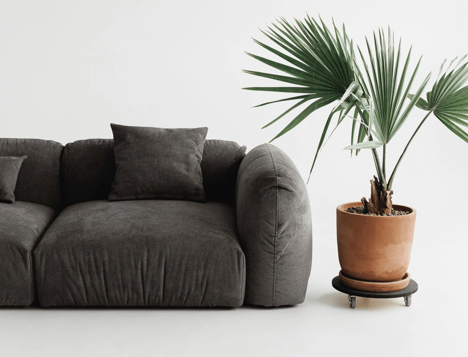 Close detail of the charcoal grey Tesa armrest beside a terracotta-potted palm